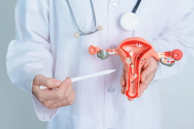 medic prezinta un model anatomic al aparatului reproducator feminin (uter, trompe uterine, ovare, col uterin, vagin)