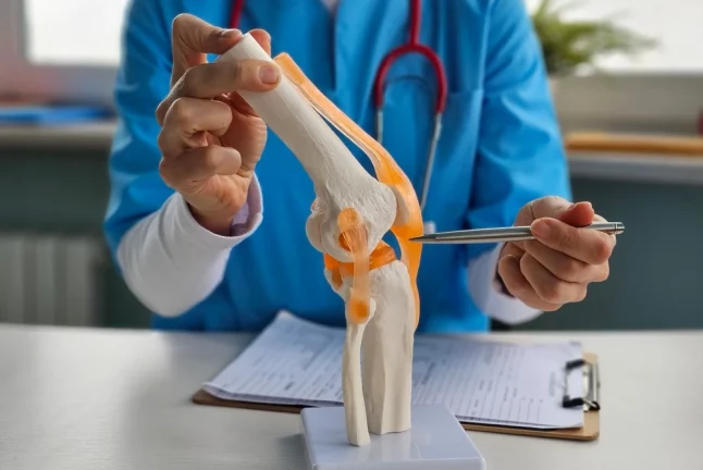 medic prezinta un model anatomic al genunchiului